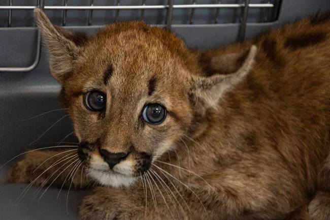 Rescataron un cachorro de puma en Cintra