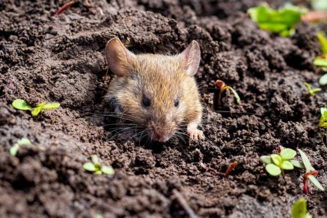 Camuflar el trigo con su propio olor podría ser un nuevo enfoque para el control de plagas