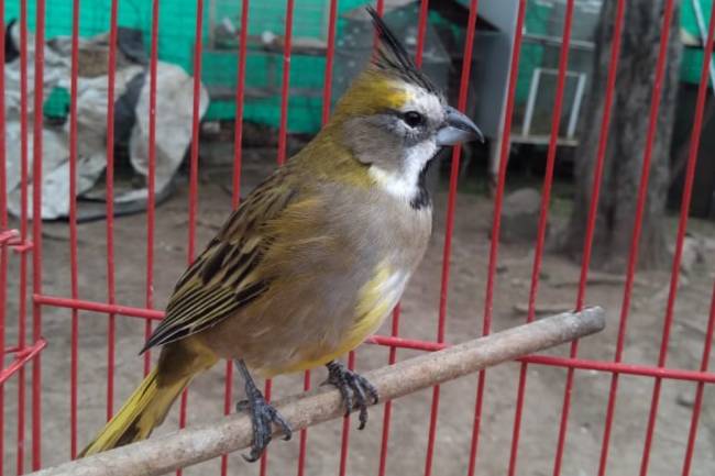 En Luque, rescataron más de 100 aves y un pecarí de collar 