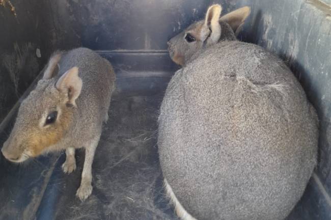 Numerosos animales silvestres rescatados del cautiverio
