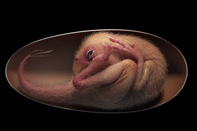 Embrión de dinosaurio perfectamente conservado encontrado dentro de un huevo fosilizado