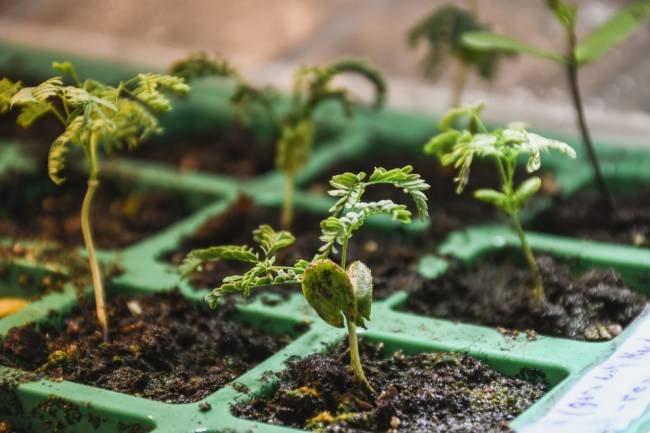 Reforestan Áreas Naturales empleando semillas con trazabilidad genética