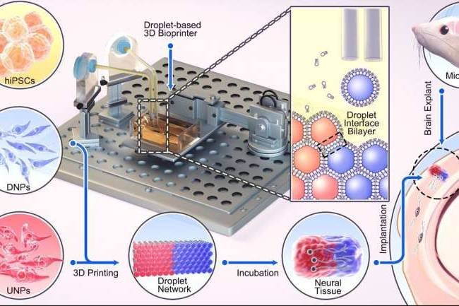 Los investigadores desarrollan un método de impresión 3D que parece prometedor para reparar lesiones cerebrales