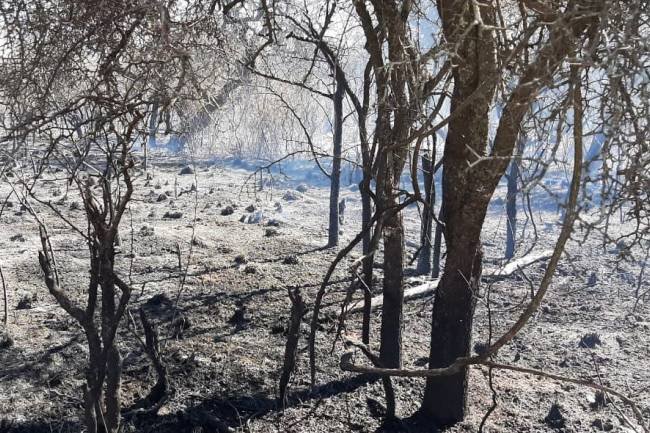 Lograron contener incendio que por dos días afectó a San Pedro Viejo