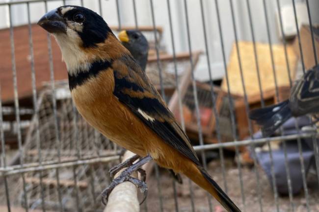 Rescataron más de 100 aves silvestres en una vivienda