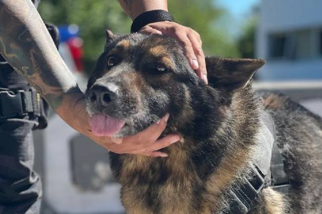 URSUS, el perro policía que pasó a retiro