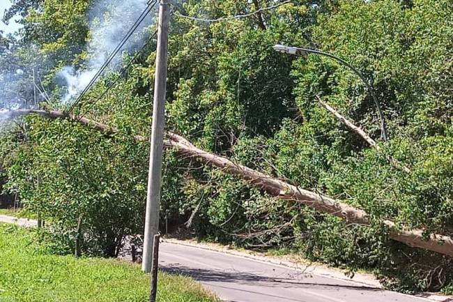 Un árbol se cayó en el ingreso sur a Saldán