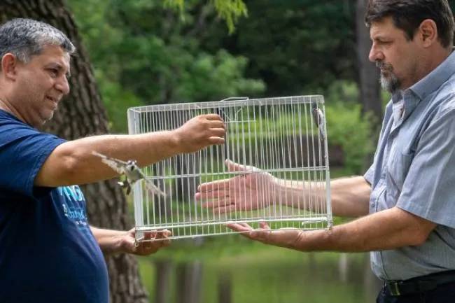 Más de 60 aves fueron liberadas por la Municipalidad