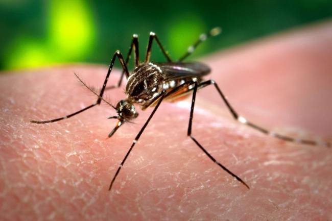 En Córdoba, el dengue sigue en aumento y preocupa