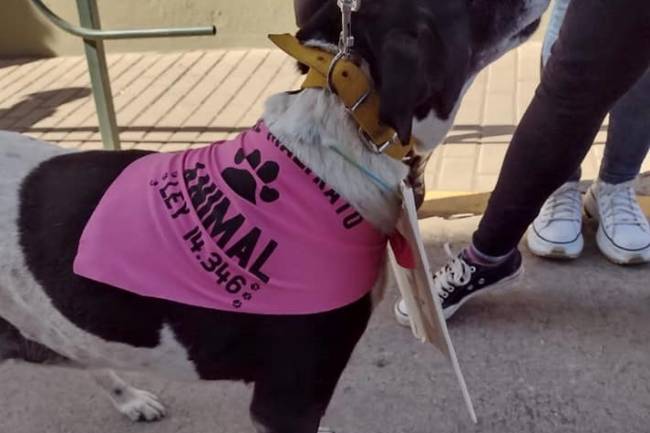 Castraciones gratuitas para perros y gatos de hogares de bajos recursos en Río Ceballos