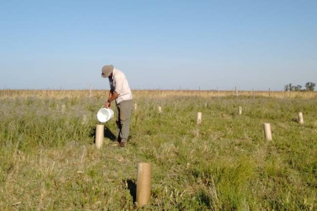 ¿Cómo reforestar un campo del centro-este de la provincia de Córdoba?