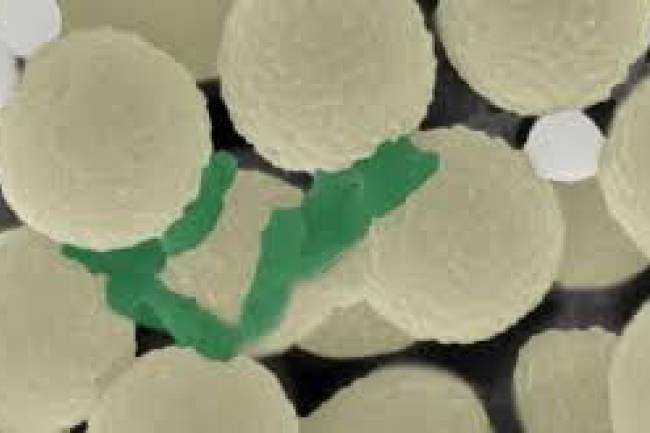 Científicos checos crearon robots que eliminan bacterias y microplásticos del agua