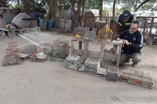 Recuperaron 18 aves que estaban en cautiverio