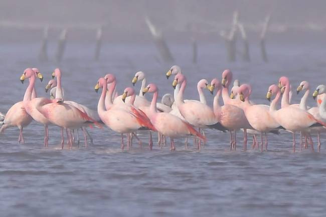 En la Laguna de Mar Chiquita realizan censo de flamencos 