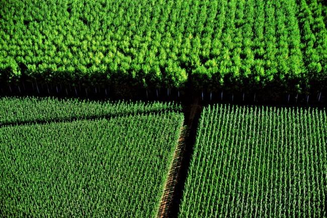 Descubre porqué los monocultivos de árboles son una problemática para la humanidad