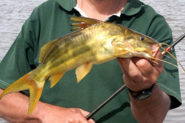 Gran descubrimiento de especies de peces nuevas en Córdoba