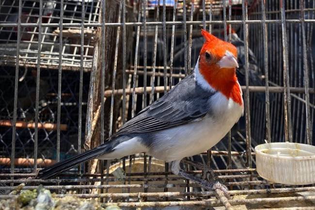 Rescataron 29 aves en cinco viviendas