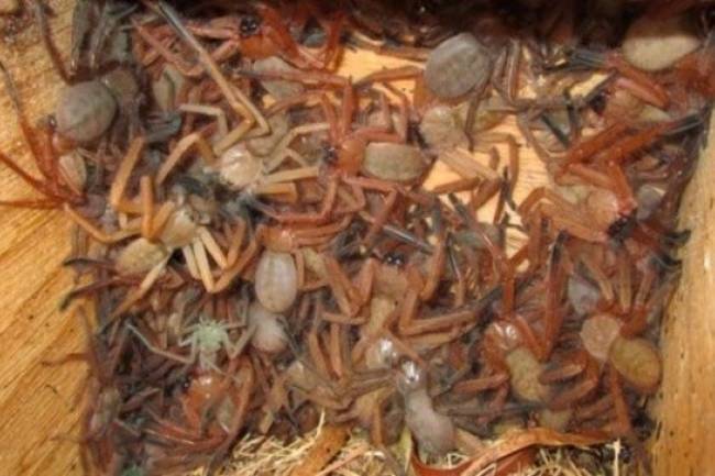 Descubrimiento en Australia, de araña gigante letal  