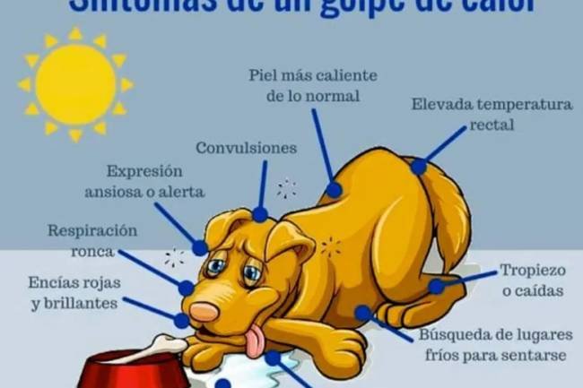 Ola de calor: la importancia de cuidarnos y de cuidar a las mascotas de los golpes de calor