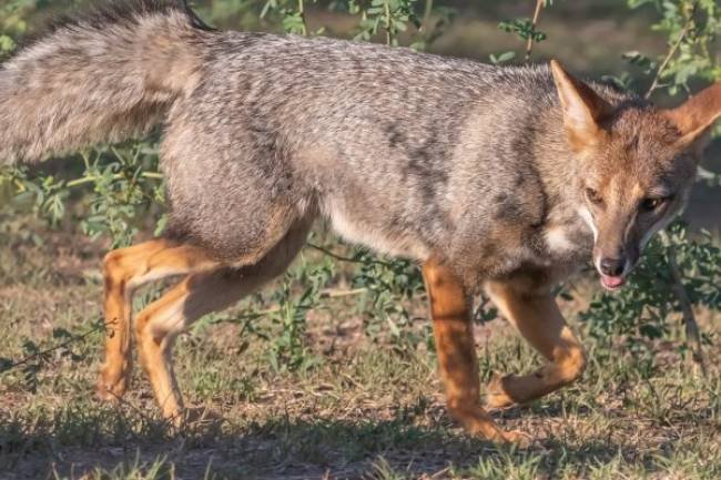 A través de una campaña, intentan reducir los posibles conflictos entre las personas y la fauna silvestre