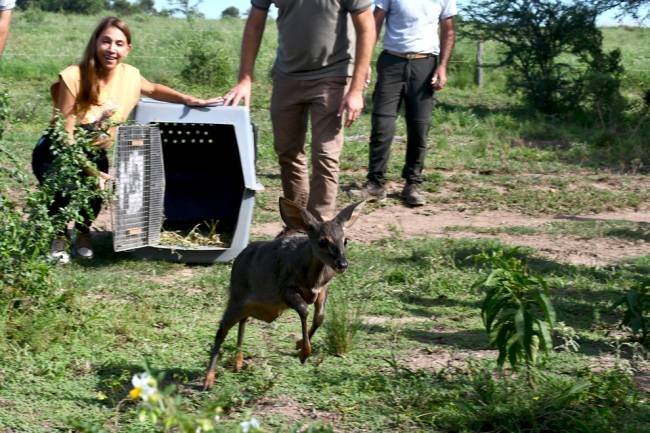 En Marull y La Para, liberaron más de 20 ejemplares silvestres 