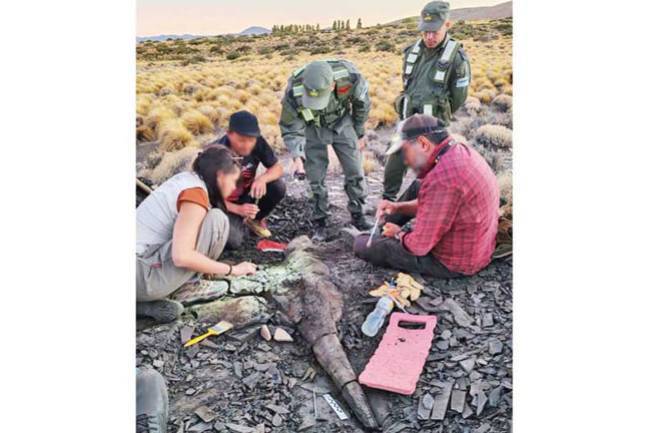 Paleontología: descubrimiento de un ictiosaurio en Neuquén