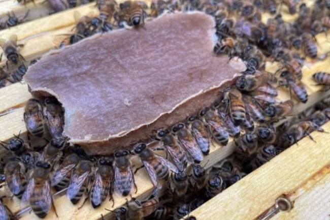 Con un nuevo alimento sintético, buscan criar abejas sin polen