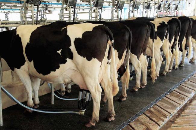 Durante el primer trimestre del 2025, creció la producción de leche