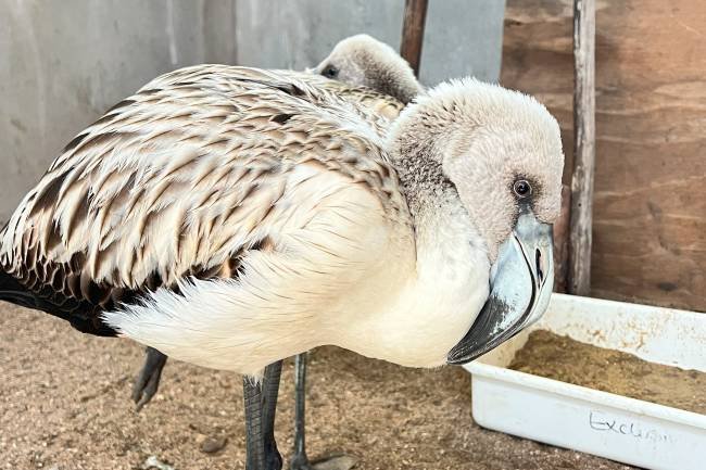 En tres barrios de la Capital, rescataron dos flamencos y un mono tití
