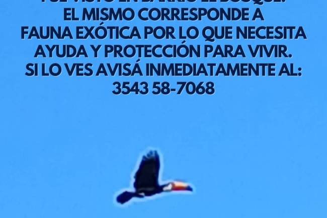 Salsipuedes: Buscan urgente a un tucán especie exótica posiblemente traída de forma ilegal 