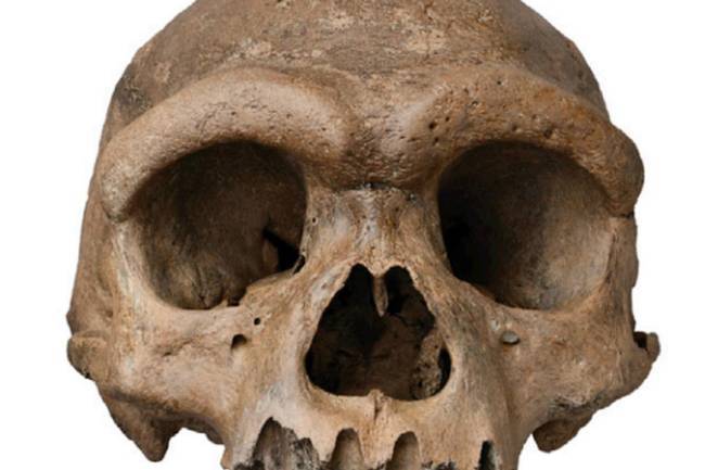Un cráneo que generaba dudas ya tiene la relación "paleoantropológica"