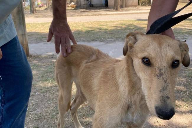 Morteros actúa frente a la superpoblación canina