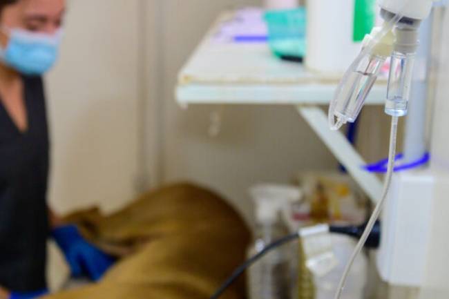 Castraciones gratuitas: Habilitaron una nueva forma para dar turnos