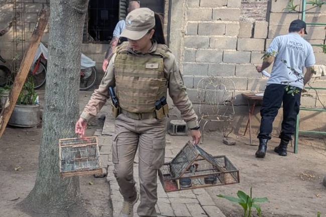 Secuestran 17 aves silvestres en Jesús María tras un allanamiento policial