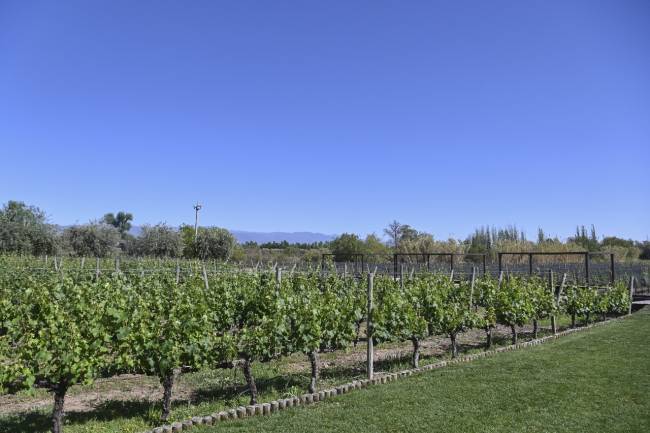 El Gobierno nacional impulsa una reforma histórica en el sector vitivinícola