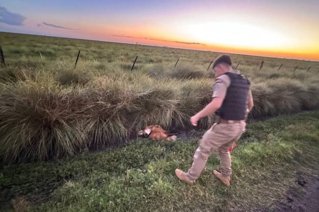 Rescatan un aguará guazú en grave estado en el sudeste cordobés