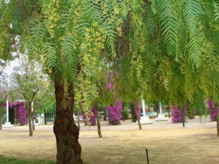 Las maravillosas virtudes medicinales del Aguaribay
