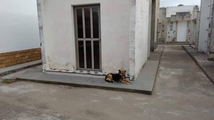 La Perra que lleva años cuidando la sepultura de su dueño en Sampacho.