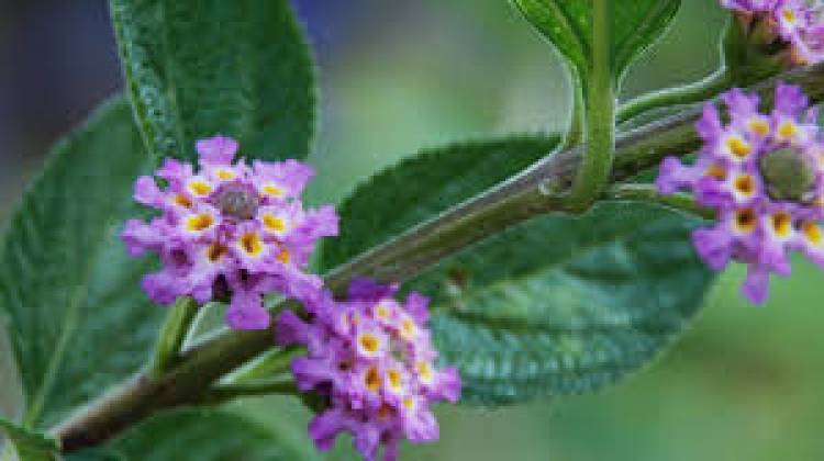 La salvia morada: Una de las plantas antivirales más potentes