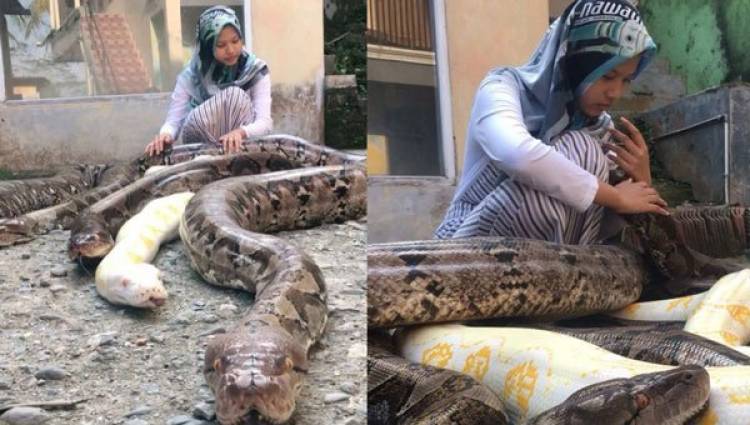 Adolescente tiene seis pitones gigantes como mascotas