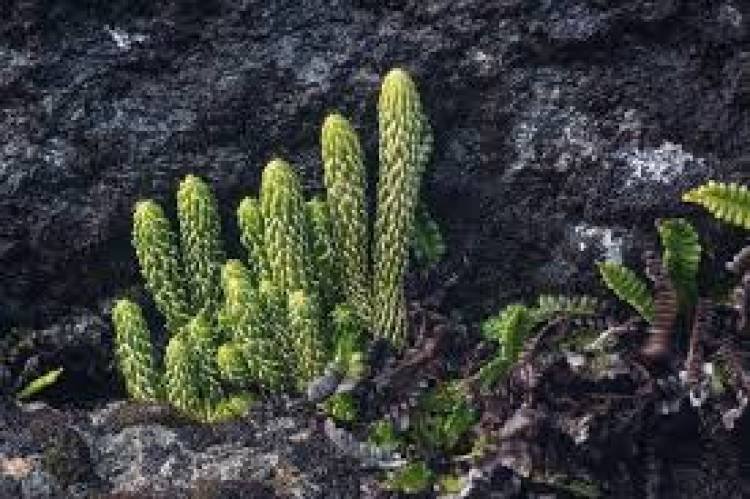 La cola de quirquincho afrodisiaco y anti alzheimer