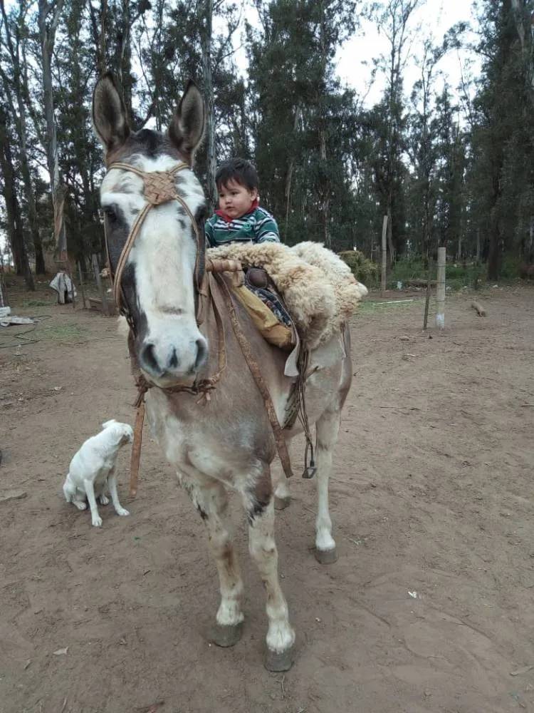 Hombre imputado por la Ley Sarmiento tras asesinar un caballo.
