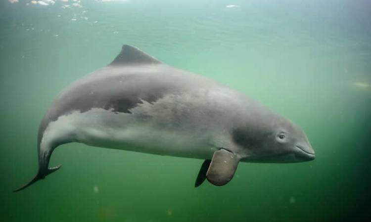 Liberan mar adentro a una marsopa espinosa que había sido rescatada herida en una playa marplatense