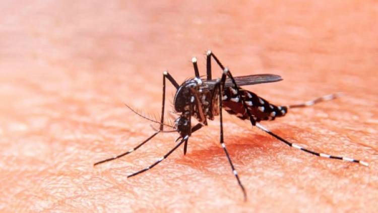 Comienza la campaña de prevención de dengue en Córdoba