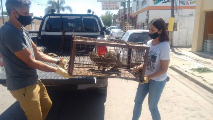 Guardianes Ambientales rescató y liberó a un gato montés