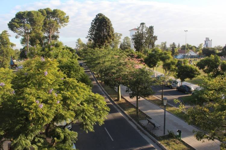 Manual sobre la importancia del cuidado del arbolado urbano