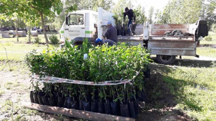 Los ciudadanos villamarienses podrán adoptar en árbol frutal para tener en sus jardines