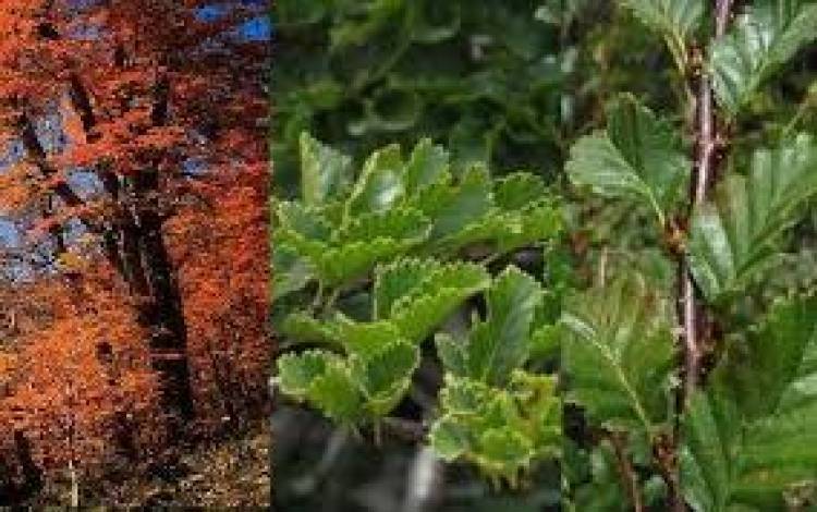 Para las afecciones respiratorias: El Ambay