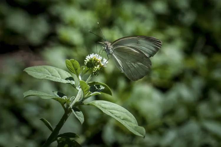 Las mariposas pirpintos, "un espectáculo natural" que colorea por estos días el cielo de varias provincias argentinas