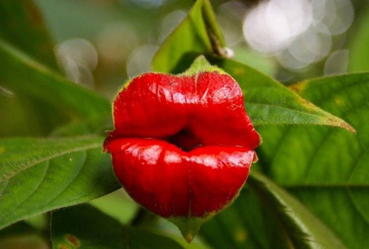 La flor del beso: la planta que guarda un secreto